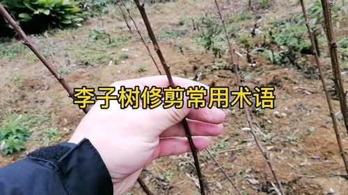 李子树修剪常用术语,月公子讲李子