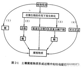 土壤有机质增加与施用有机肥的关系