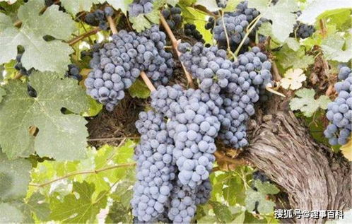 这棵最古老的葡萄树,树龄已高达176年,每年可产7吨葡萄