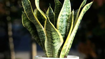 居室内的理想栽培植物 虎尾兰