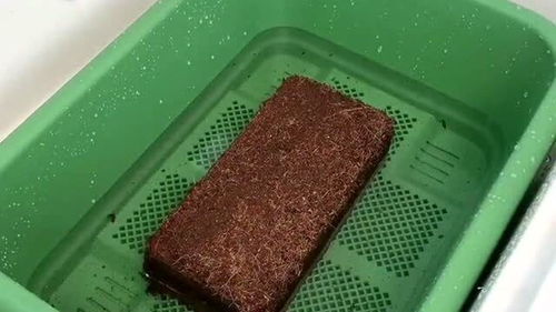 椰砖泡多久再用最好_椰砖泡后要晒吗