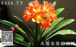君子兰怎么挑选 君子兰怎么换土 君子兰怎么用白酒浇水 君子兰怎么培养 君子兰的花语是什么
