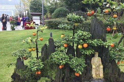 去煞气 的2种树,养个2年,不仅 值钱 ,还镇宅 旺财运