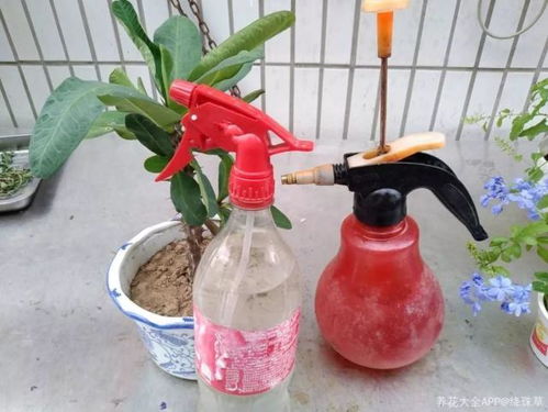 这5种 垃圾 ,能当 肥料 用,沤好了扔盆里,开花比球大 