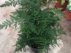 人间四月芳菲尽