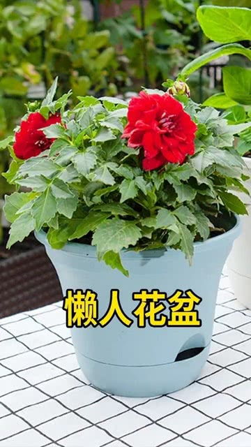 新手养花可以用懒人花盆,自动吸水,不用担心积水烂根 颜值高,室内外都能用