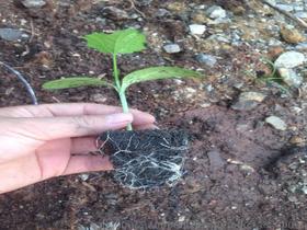 营养土能直接种蔬菜吗—营养土可以直接种蔬菜