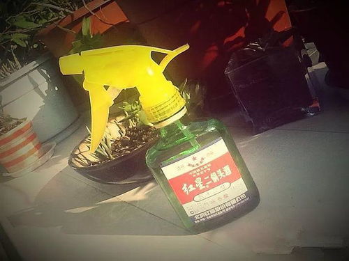 10种自制杀虫水,二锅头的威力最大,喷完虫子全掉光