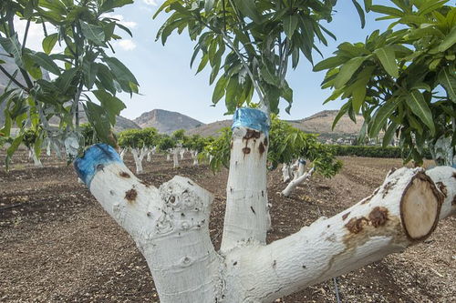 桂花树什么时候移栽最好