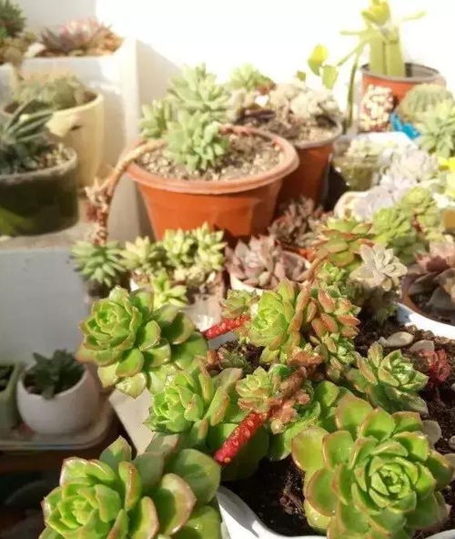 1根枝长出5种 多肉 ,越看越好看,小苗马上变老桩