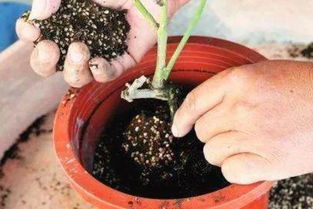 没换过土的小伙伴们注意了 学会这几招,20分钟就搞定
