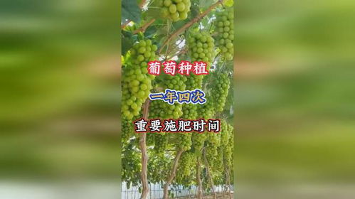 葡萄种植一年四次重要施肥时间,你都知道吗