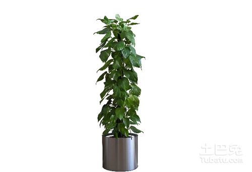 绿萝花盆里有小飞虫怎么办 绿萝用什么花盆载好