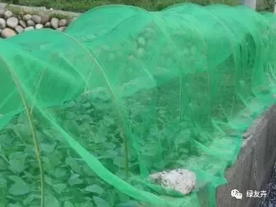 阳台种菜生小飞虫 4个 土 办法用起来,绿色灭虫快又好