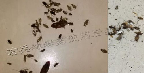 什么牌子的蟑螂药效果好