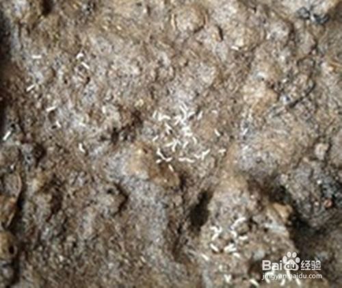 花盆里长虫了怎么办