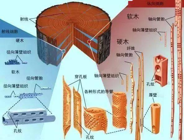 8万元家具多次开裂 详解木材中的水分种类