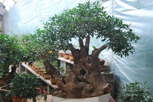 盆栽桂花树种植技术与注意事项介绍