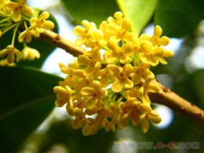 长期供应1 3年桂花小苗,2 8公分桂花苗木,丹桂朱砂桂