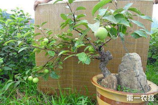 苹果核里的籽怎么种 盆栽苹果小苗如何制作成苹果盆景