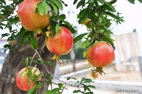 石榴树种植技术,5个步骤让石榴果又圆又大又多
