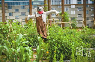 70后辞职创业 花数百万在春熙路商场楼顶建农场