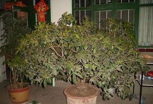 桂花树怎么养才长得好,5个步骤手把手教你养殖桂花树