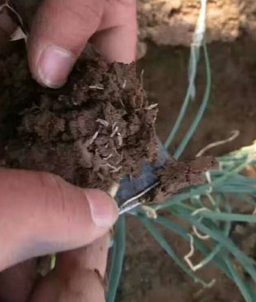大葱香葱种植生蛆用什么药好,葱蛆的危害和防治技术