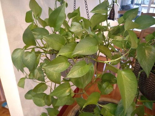什么样的土壤,适合种植绿萝