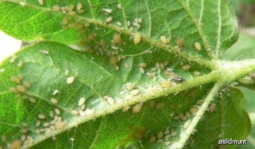 月季招惹上这2种虫子,简单一个小办法,虫子死翘翘花儿更美艳