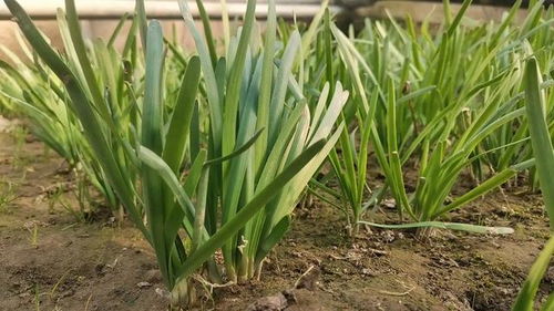土壤杀菌除虫的4个好方法,简单有效,家庭种植和大棚种植都能用