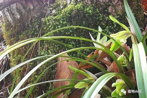 最全的兰花植料集中营,总有一款适合你,养兰第一步不要做错