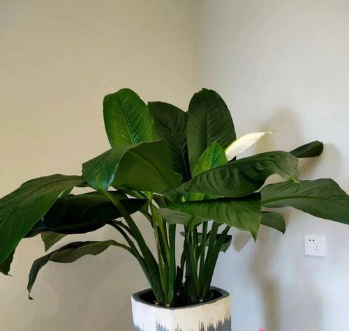 5种花是 大水桶 ,别等像干菜一样再浇水,每天一瓢,呼呼长 植株 散尾葵 马蹄莲 盆栽植物 网易订阅