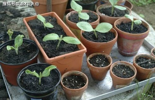 慎用肥料 选对土壤 花盆,养花多年方能少出问题