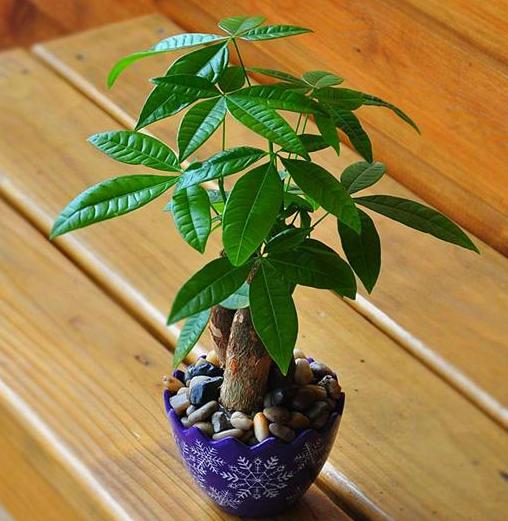 新手刚养花 不如就盆栽这4款花草,掌握方法就不会黄叶烂根