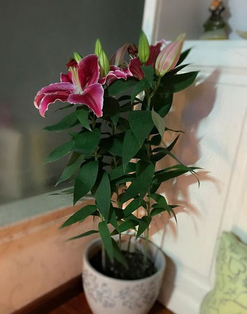 现在养盆心想事成花,花开迎富贵,愿2023年心想事成