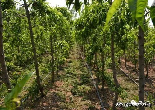 主干形桃树容易出现哪些问题,听听专家怎么说