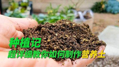 种菜养花的营养土怎么自己制作,超详细的教程它来了,建议收藏