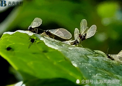 为什么会有小飞虫