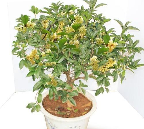 盆栽桂花,人前 显富贵 ,土壤里加点 料 ,家里富贵香气足