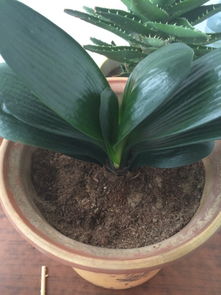 昨天君子兰新移植滴盆可以浇水么