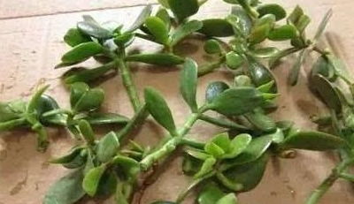 这几种花,现在扦插1周就生根,让你秒变大户