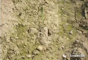 北京农业 涨知识丨土壤板结怎么办