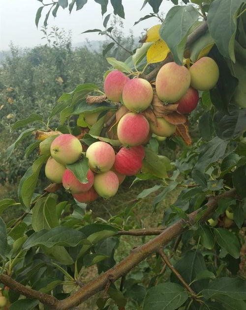 当年栽植的沙果树和李子树能结果吗,为什么