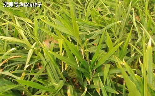 种植块茎类植物如何给土壤消毒