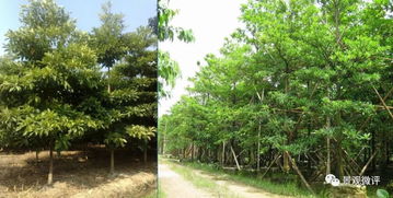 现场 微地形堆坡及绿化种植工艺标准