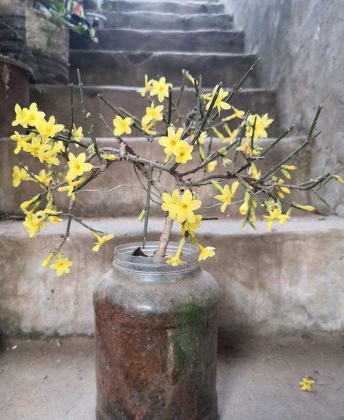 迎春开败怎么修剪 注意这 3点 ,来年开花成一片