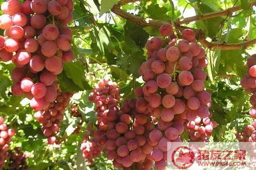 家里种葡萄树好不好 葡萄种在院子风水怎样