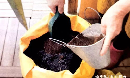 营养土能重复使用吗_营养土只能用一次吗