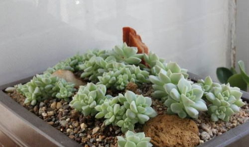 第一次种多肉担心不好养 教你自行搭配 营养土 多肉生根快